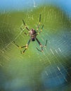 Large brown Australian huntsman spider with orange markings Royalty Free Stock Photo