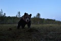 Large brown bear approaching at night, full moon in the sky Royalty Free Stock Photo