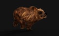 Large Brown Bear with Clipping Path.