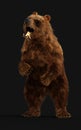 Large Brown Bear with Clipping Path.