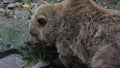 Large Brown Bear eating vegetables 1