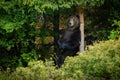 Large brown bear male standing on rear legs by a marking tree in summer forest Royalty Free Stock Photo