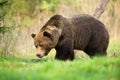 Large brown bear male walking through spring meadow with head down and sniffing Royalty Free Stock Photo