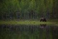 Large Brown bear with a reflection Royalty Free Stock Photo