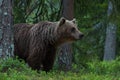 Large Brown bear sniffing Royalty Free Stock Photo