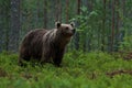 Large Brown bear sniffing in the woods Royalty Free Stock Photo