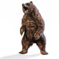 Large brown bear standing in an aggressive posture on an isolated white background. Royalty Free Stock Photo