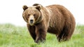 A large brown bear stands in a grassy field, looking directly at the camera Royalty Free Stock Photo