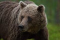 Large Brown bear staring in the woods Royalty Free Stock Photo