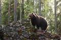 Large Brown bear, Ursus arctos sniffing a rock in summery Finnish taiga forest, Northern Europe. Royalty Free Stock Photo