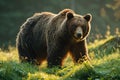 Large brown bear walking across grassy meadow, bears and arctic wildlife concept