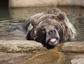 Large Brown Bear in a zoo