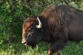 Large Brown Bison Meandering Along in the Woods