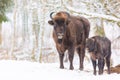 Large brown bisons Wisent family near winter forest with snow. Herd Of European Aurochs Bison, Bison Bonasus. Nature habitat. Sele
