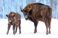 Large brown bisons Wisent family near winter forest with snow. Herd Of European Aurochs Bison, Bison Bonasus. Nature habitat.