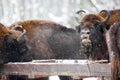 Large brown bisons Wisent group feeding near winter forest with snow. Herd Of European Aurochs Bison, Bison Bonasus. Nature