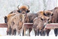 Large brown bisons Wisent group feeding near winter forest with snow. Herd Of European Aurochs Bison, Bison Bonasus. Nature habita