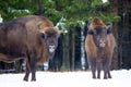 Large brown bisons Wisent group near winter forest with snow. Herd Of European Aurochs Bison, Bison Bonasus. Nature habitat. Selec
