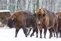 Large brown bisons Wisent group near winter forest with snow. Herd Of European Aurochs Bison, Bison Bonasus. Nature habitat. Selec