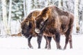 Large brown bisons Wisent group near winter forest with snow. Herd Of European Aurochs Bison, Bison Bonasus. Nature habitat. Royalty Free Stock Photo