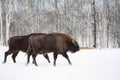 Large brown bisons Wisent running in winter forest with snow. Herd Of European Aurochs Bison, Bison Bonasus. Nature habitat. Royalty Free Stock Photo