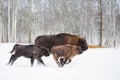 Large brown bisons Wisent running in winter forest with snow. Herd Of European Aurochs Bison, Bison Bonasus. Nature habitat. Selec