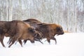 Large brown bisons Wisent running in winter forest with snow. Herd Of European Aurochs Bison, Bison Bonasus. Nature habitat. Selec
