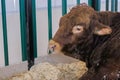 Large brown bull at agricultural animal exhibition - close up Royalty Free Stock Photo