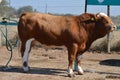 Large brown bull in a farm yard