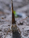 Large brown butterfly Royalty Free Stock Photo
