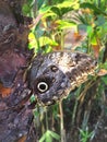 Large brown butterfly on tree bark. Royalty Free Stock Photo
