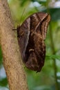 Large brown Caligo butterfly perched on a thin branch in a lush, tropical rainforest Royalty Free Stock Photo