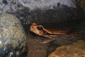 A large brown cane toad, Rhinella marina, hiding in the water Royalty Free Stock Photo