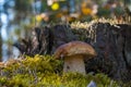 Large brown cap mushroom grow in wood Royalty Free Stock Photo