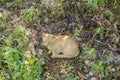 Cat Lying On Ground In Curl Possition