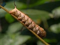 Large brown caterpillar