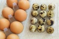 Large brown chicken eggs and small motley quail eggs in transparent plastic packages. Farmer food ingredient