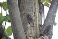 Large brown cicada Graptopsaltria nigrofuscata. Royalty Free Stock Photo