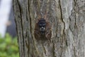 Large brown cicada Graptopsaltria nigrofuscata.
