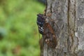 Large brown cicada Graptopsaltria nigrofuscata. Royalty Free Stock Photo