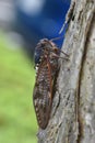 Large brown cicada Graptopsaltria nigrofuscata.