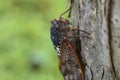 Large brown cicada Graptopsaltria nigrofuscata.