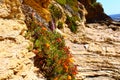 Large brown cliffs at the beach covered with lush green trees, grass and plants and colorful flowers Royalty Free Stock Photo