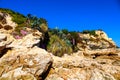 Large brown cliffs at the beach covered with lush green trees, grass and plants and colorful flowers Royalty Free Stock Photo