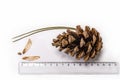 Large brown cone of Pitsunda pine with seeds and transparent on white background. Seeds of Pitsunda pine Royalty Free Stock Photo