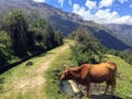 A large brown cow is drinking water along the trail.