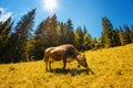 Large brown cow eats grass on alpine meadow with high fir trees Royalty Free Stock Photo