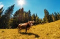 Large brown cow looking forward on alpine meadow with high fir t Royalty Free Stock Photo