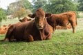 Large brown cow resting in meadow