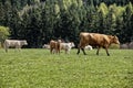 Large brown cow with brown and white vealers Royalty Free Stock Photo